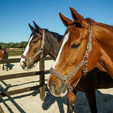Willa Vmg Horse Ranch (Adults Only) Llucmajor  Zewnętrze zdjęcie