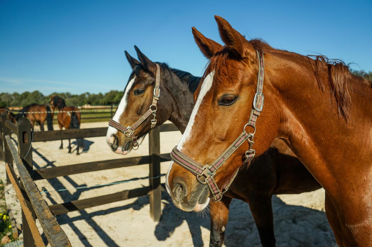 Willa Vmg Horse Ranch (Adults Only) Llucmajor  Zewnętrze zdjęcie